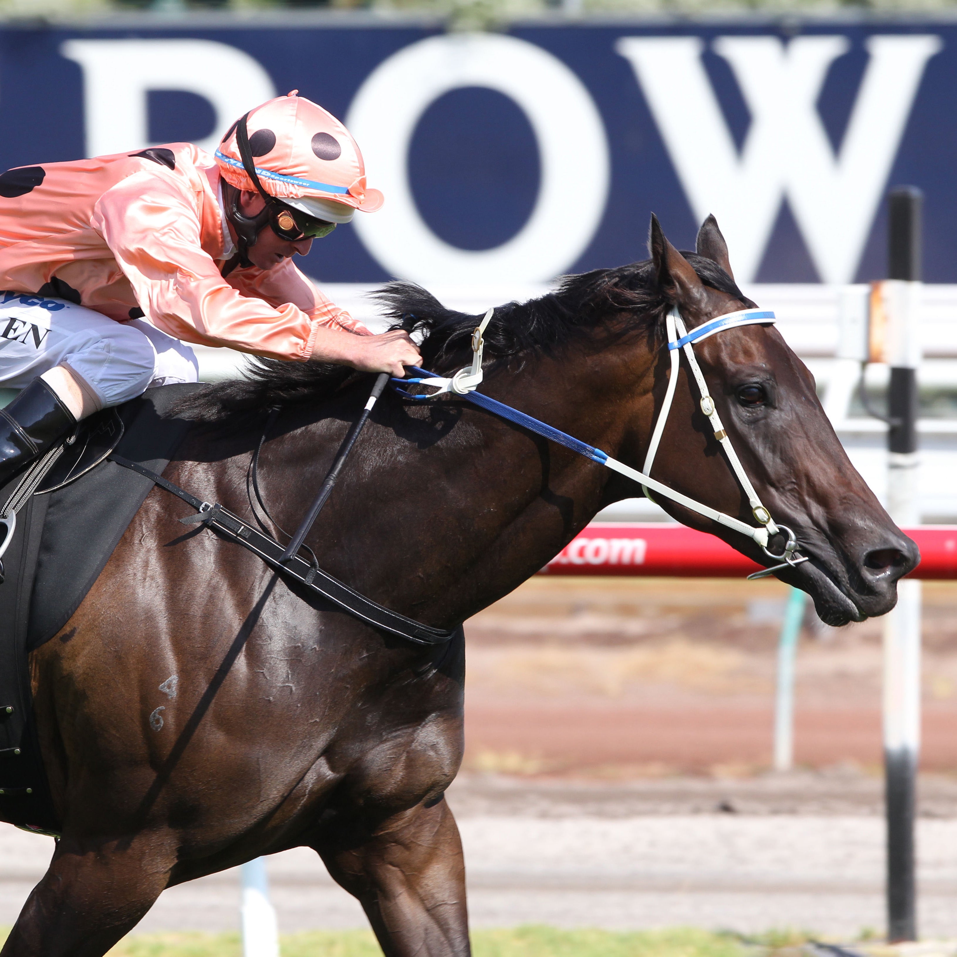 Black Caviar Swanky Socks